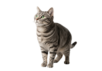 Adult short-haired domestic tabby cat, grey fur, dark stripes, bright green eyes, well-groomed, standing alertly, head tilted, intently gazing left on a plain white studio background with clear