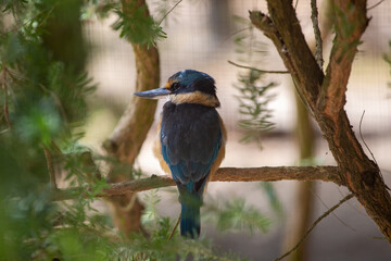 Kingfisher, Australia