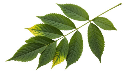 Isolated Green Ash Tree Branch with Leaves