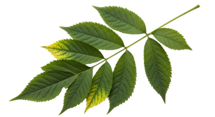 Isolated Green Ash Tree Branch with Leaves