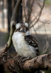 Kookaburra, Australia