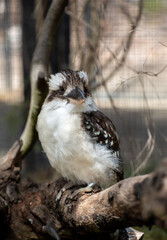 Kookaburra, Australia