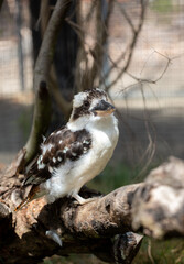 Kookaburra, Australia