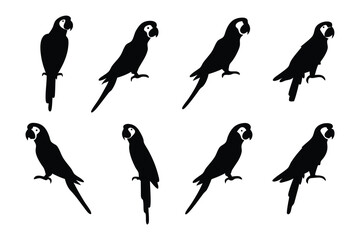 Parrot silhouettes: A collection of parrot silhouettes, ideal for design elements and symbolic representations of freedom and tropical wildlife.