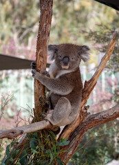 Koala, Australia