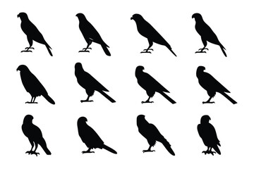 Hawk Silhouette: A series of elegant hawk silhouettes. The silhouette captures the beauty of the hawk in its natural form.