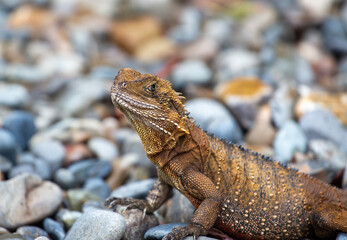 Bearded dragon, Australia