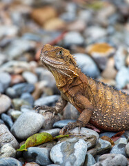 Bearded dragon, Australia