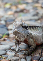 Bearded dragon, Australia