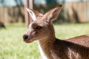 Kangaroo, Australia Zoo, Australia