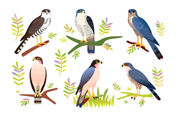 Varied Falcons Illustration: A vibrant illustration features six different falcons perched on branches with a delicate display of leaves, showcasing their unique plumage and characteristics. 