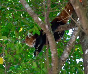 Red Panda, Australia Zoo, Australia