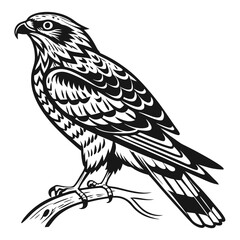 Obraz premium bird of prey