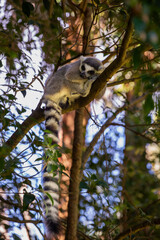 Lemur, Australia Zoo, Australia