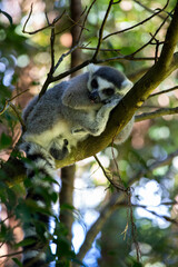 Lemur, Australia Zoo, Australia