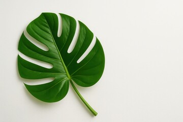 Minimal monstera leaf on a white background - perfect for natural beauty branding, interior design visuals, and tropical lifestyle marketing.