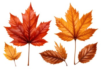 Fototapeta premium Vibrant Autumn Leaf Collection: Detailed Fall Foliage Elements for Seasonal Graphics & Nature Projects