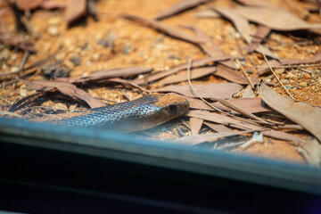 Snake, Australia Zoo, Australia