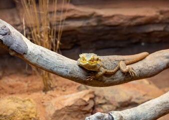Bearded dragon, Australia Zoo, Australia