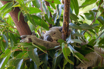 Koala, Australia Zoo, Australia