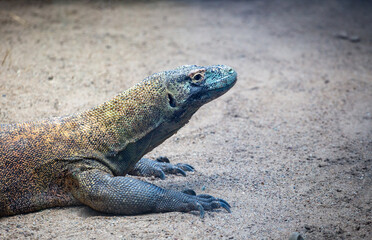 komodo dragon, Australia Zoo, Australia