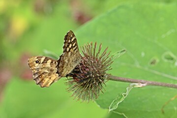 Zwei Waldbrettspiele (Pararge aegeria) an Blüte der Großen Klette (Arctium lappa)