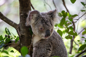 Wild Koala, Magnetic Island, Australia