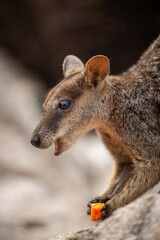 Wallaby, Magnetic Island, Australia