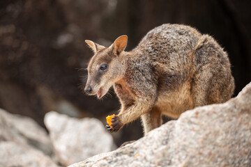 Wallaby, Magnetic Island, Australia