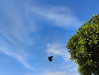 Image photo of a flock of pigeon dove flying in a sunny summer day over the roofs of houses with blue sky city background hd ultra high resolution backdrop wallpaper poster banner