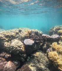Great Barrier Reef, Australia