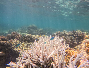 Great Barrier Reef, Australia