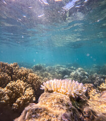 Great Barrier Reef, Australia