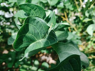 Verdant Vine: Close-Up of Lush Green Leaves
