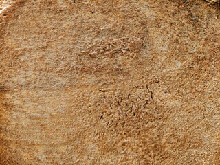 Cut Wood Surface Texture