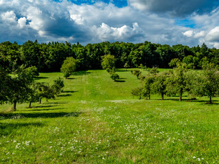 Baumgrundstück im Sommer