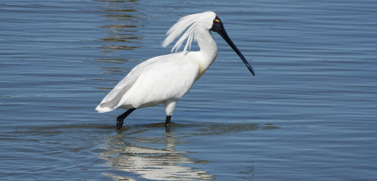 Royal Spoonbill