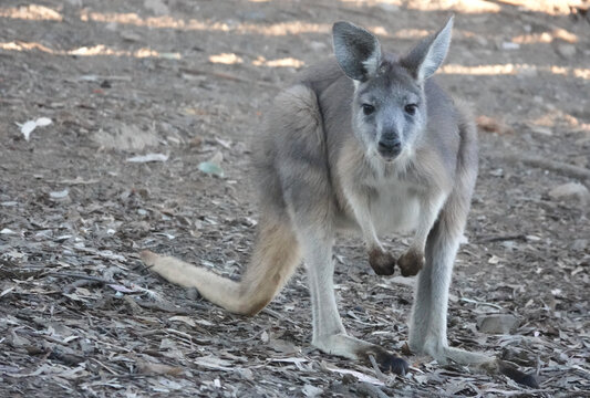 Common Wallaroo