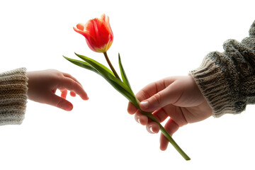 Hands exchanging a vibrant red tulip against a bright background during a moment of connection