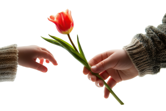 Hands exchanging a vibrant red tulip against a bright background during a moment of connection