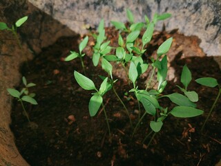Sprouting Seedlings: A Fresh Start in Dark Soil