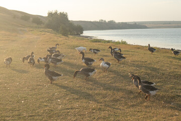 Geese on the shore of the lake. Domestic cattle in natural conditions. Domestic geese in lake shore