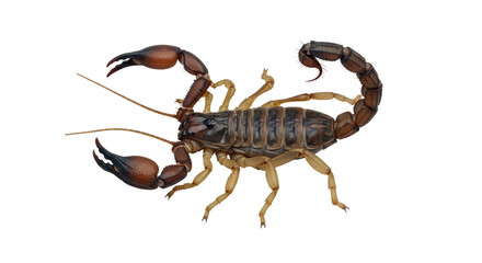 Isolated Scorpion