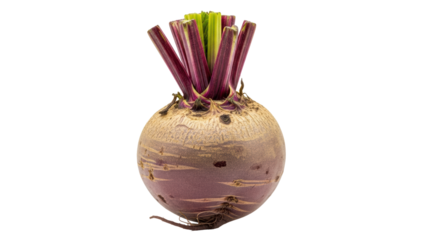 Isolated Raw Beetroot with Stems