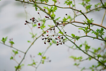 Lakeside trees and bushes berlin