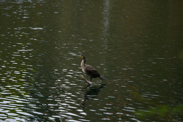 Great Cormorant and beautiful lake backdrop