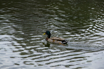 Mallard with lake backdrop