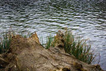 Lakeside trees and bushes berlin