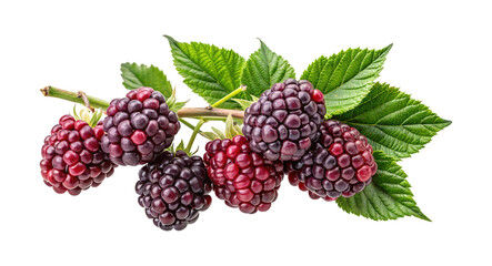 Freshly Picked Blackberries on the Stem with Leaves Isolated on White Background