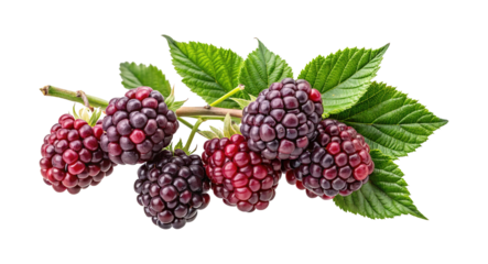 Freshly Picked Blackberries on the Stem with Leaves Isolated on White Background